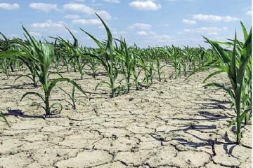 Danni all&#39;agricoltura per la siccit&#224; a partire dal mese di maggio 2022 - Domande per una prima ricognizione dei danni entro il 10 settembre 2022