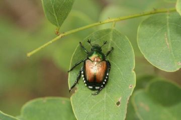 Lotte obbligatorie – Coleottero scarabeide del Giappone (Popillia japonica Newman)